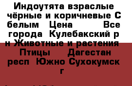 Индоутята взраслые чёрные и коричневые С белым › Цена ­ 450 - Все города, Кулебакский р-н Животные и растения » Птицы   . Дагестан респ.,Южно-Сухокумск г.